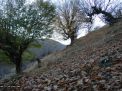 گزارش تصویری از فصل پاییز در جنگل ابر شاهرود